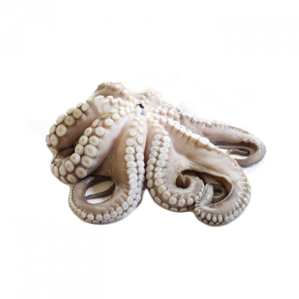 Octopus Morocco T5 IQF
